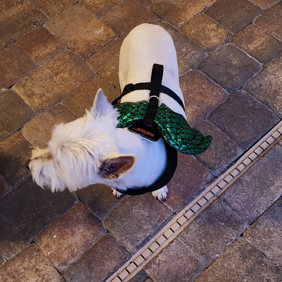 Pet Halloween costume Green Dragon Wings - Picture 3 of 9